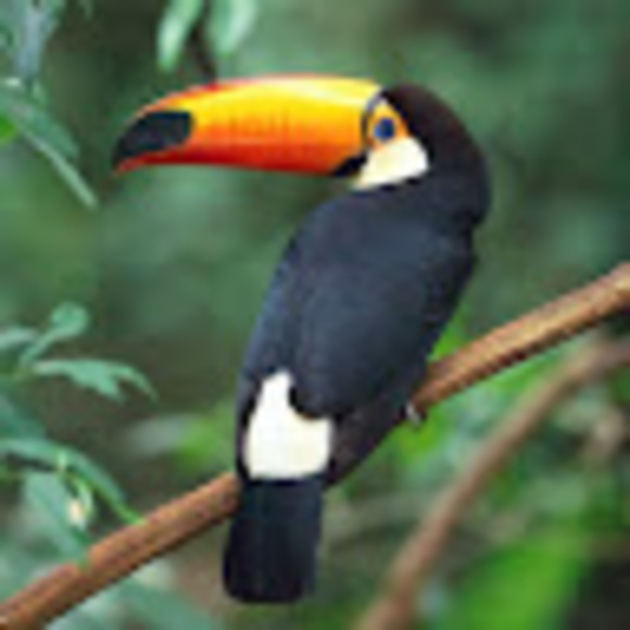 suucaranh